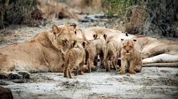 Les animaux sauvages et leurs petits