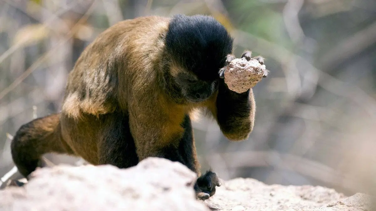 Les animaux sauvages et leurs petits