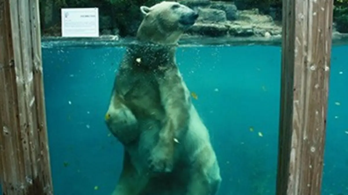 Les animaux stars des zoos Le zoo de Guadalajara