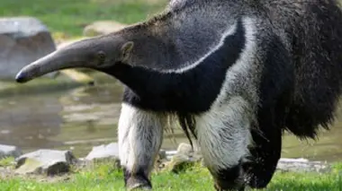 Le zoo de São Paulo
