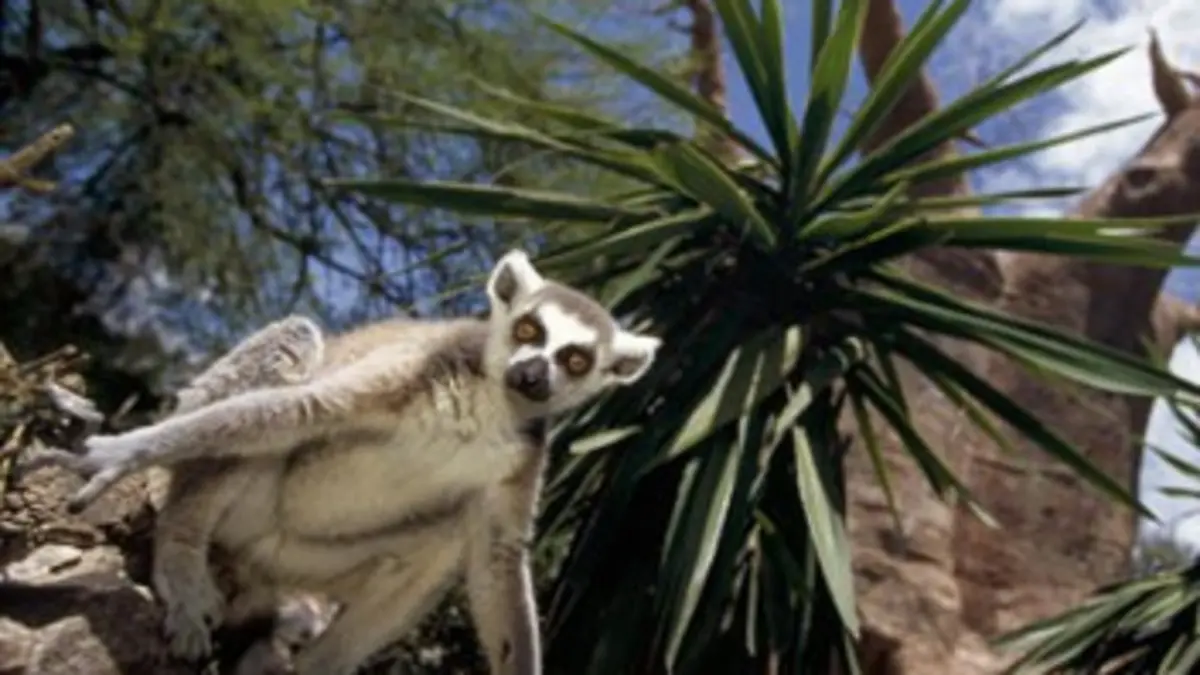 Les animaux stars des zoos Le bioparc de Fuengirola