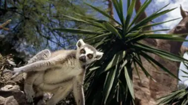 Le bioparc de Fuengirola