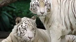 Visuel de Les animaux stars des zoos