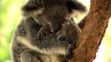 Les zoos comme en Afrique : Fuengirola, Beauval