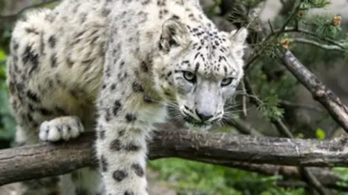 Les animaux stars des zoos Le zoo de Bâle