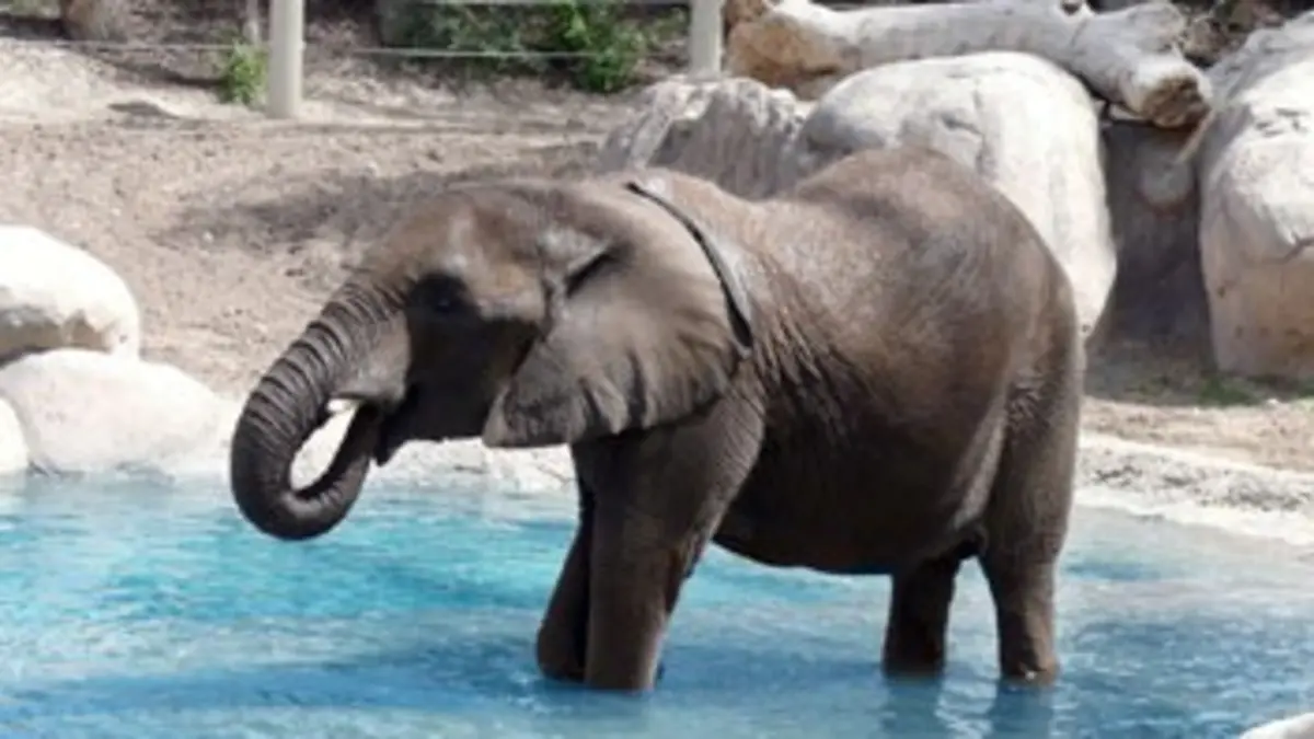 Les animaux stars des zoos Le zoo de Washington