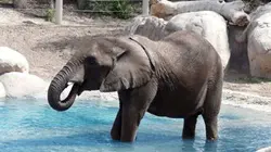 Visuel de Les animaux stars des zoos