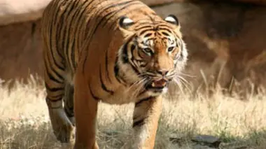 Les zoos pionniers : Vienne, Bâle
