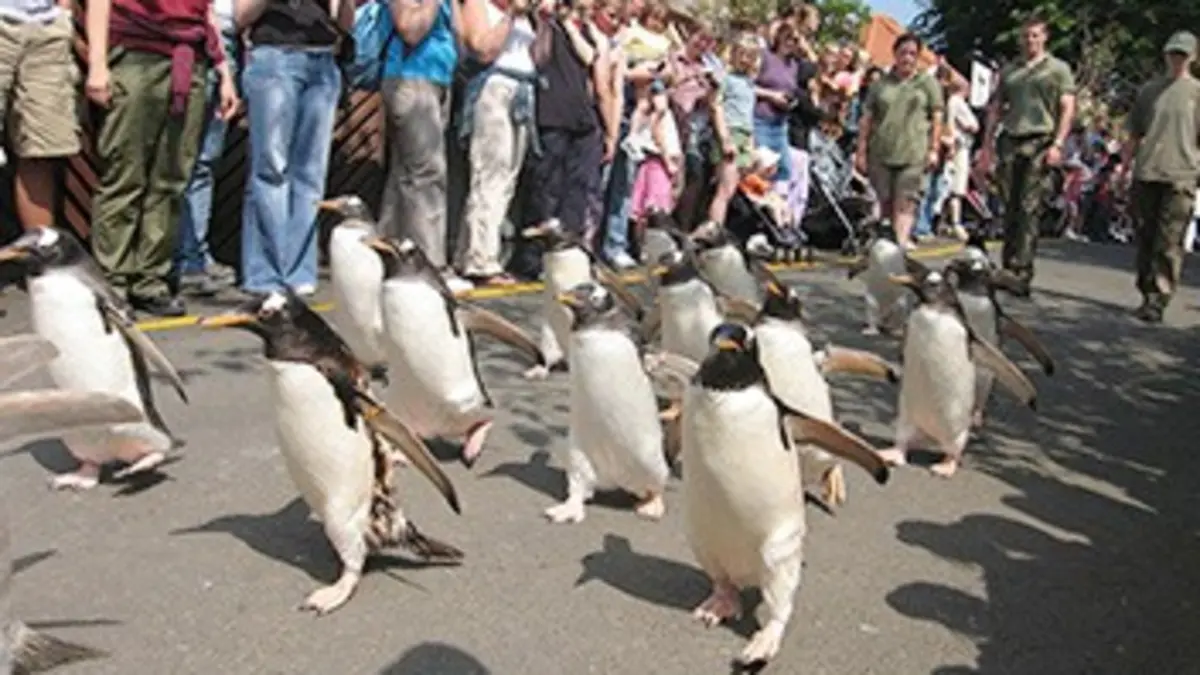 Les animaux stars des zoos Le zoo d'Edimbourg