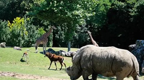 Les animaux stars des zoos Le zoo de Beauval