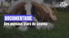 Les animaux stars du cinéma