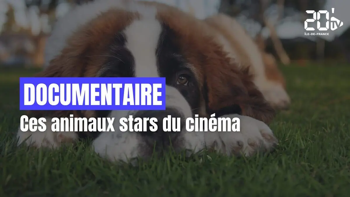 Les animaux stars du cinéma