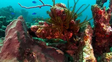 Guadeloupe : au chevet des coraux