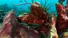 Les Antilles - Guyane : les baromètres du climat Guadeloupe : au chevet des coraux (2015)