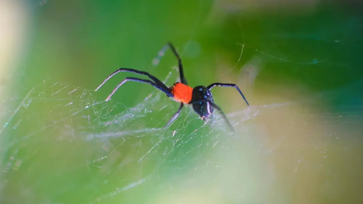 Les araignées, entre phobie et fascination