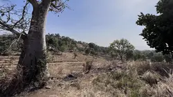 Les arbres dieux des hommes pierres