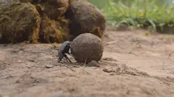 Les architectes de la nature