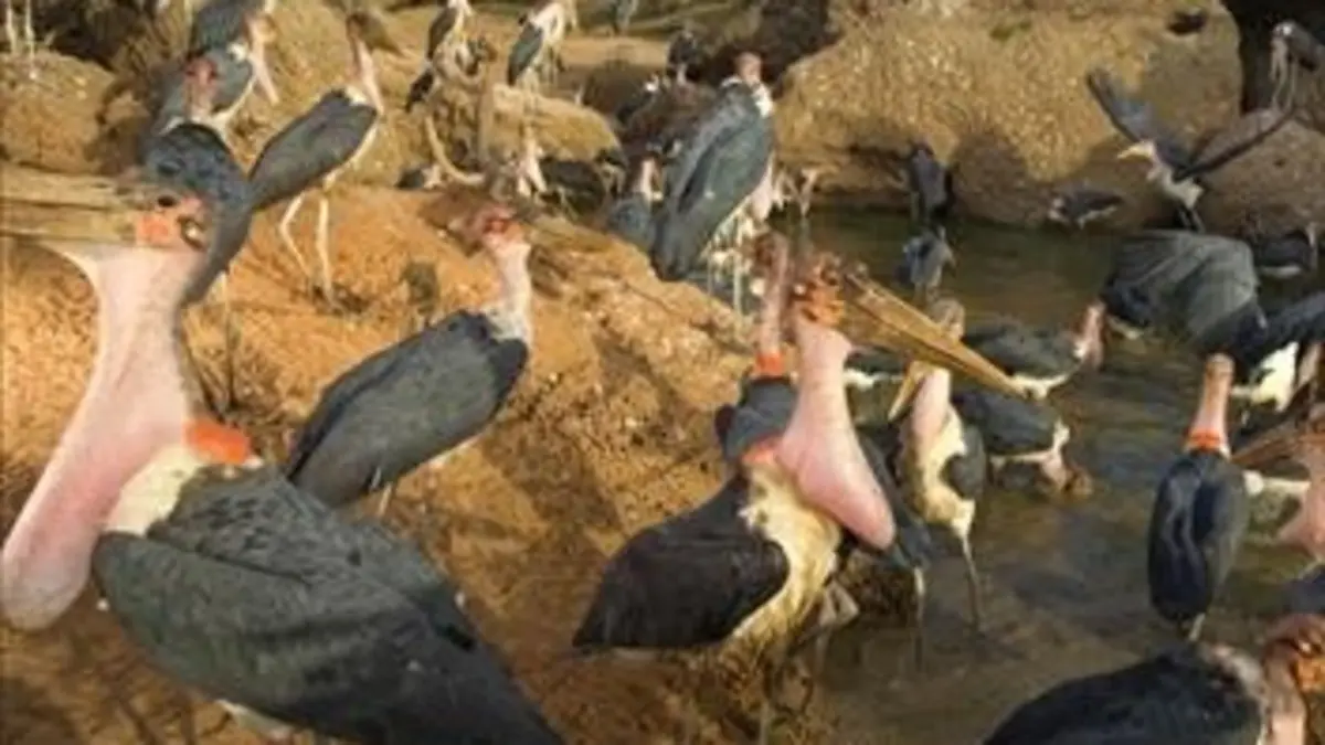 Les armes de la nature E02 Becs et ongles