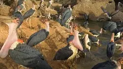 Visuel de Les armes de la nature