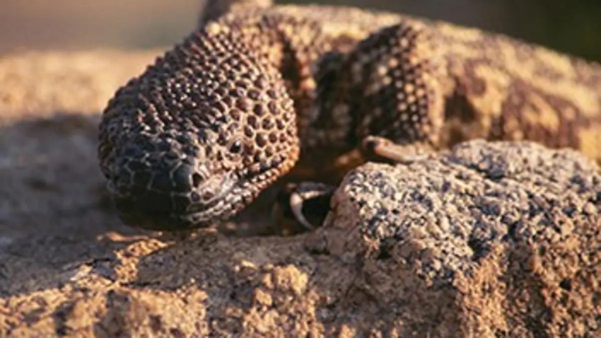 Les armes de la nature E01 A chacun son venin