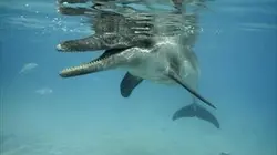 Visuel de Les armes de la nature