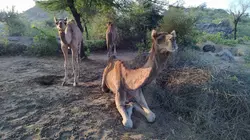 Les artisans de la nature