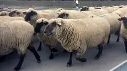 Les artisans de la nature