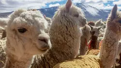 Les artisans de la nature