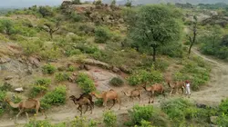 Les artisans de la nature