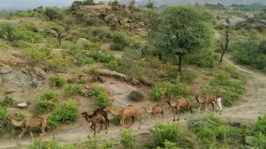 Eleveurs de chameaux au Rajasthan