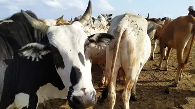 Eleveurs de bovins en Ouganda