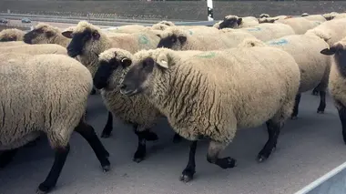 Berger dans la Marche de Brandebourg