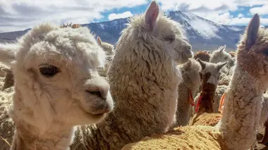 Eleveurs d'alpagas dans le Andes