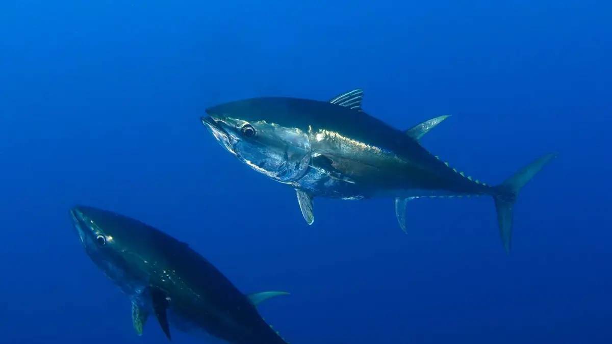 Les as du harpon La lignée des thons rouges