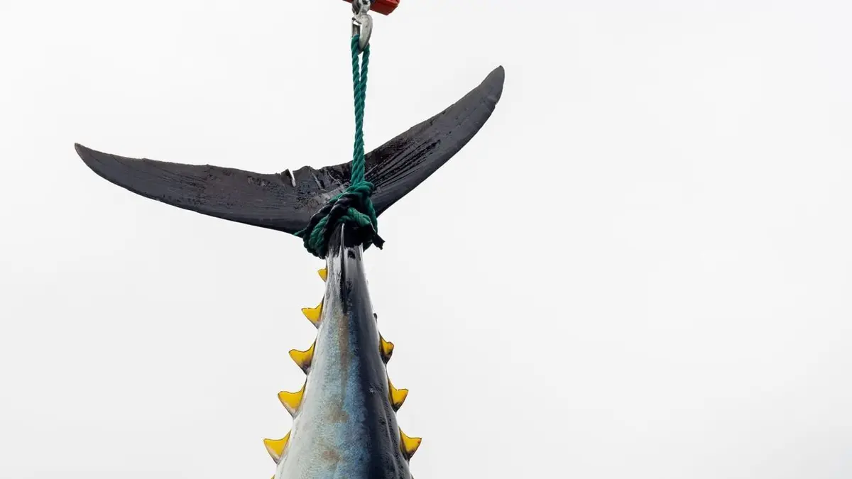 Les as du harpon Tel père, tel fils