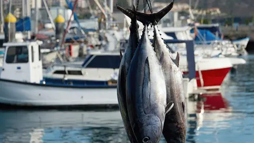Les as du harpon La saison des monstres