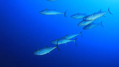 Les as du harpon Boom économique