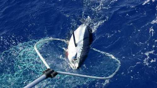 Les as du harpon Brouillard de guerre