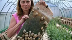Visuel de Les aventures culinaires de Sarah Wiener dans les Alpes