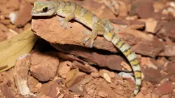 Les aventures de Coyote Peterson La nuit des geckos