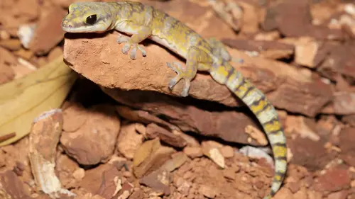 Les aventures de Coyote Peterson La nuit des geckos