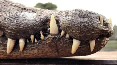 Au royaume des caimans