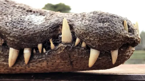 Les aventures de Coyote Peterson Au royaume des caimans