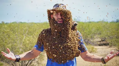 L'invasion des abeilles tueuses ?