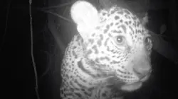 Les aventures de Coyote Peterson  L'ombre du jaguar