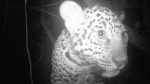 Les aventures de Coyote Peterson L'ombre du jaguar