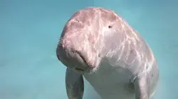 Les aventurières de l'espèce