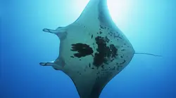 Les aventurières de l'espèce