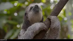 Les aventurières de l'espèce