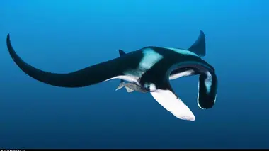 Les aventurières de l'espèce E01 Karen au pays des dugongs